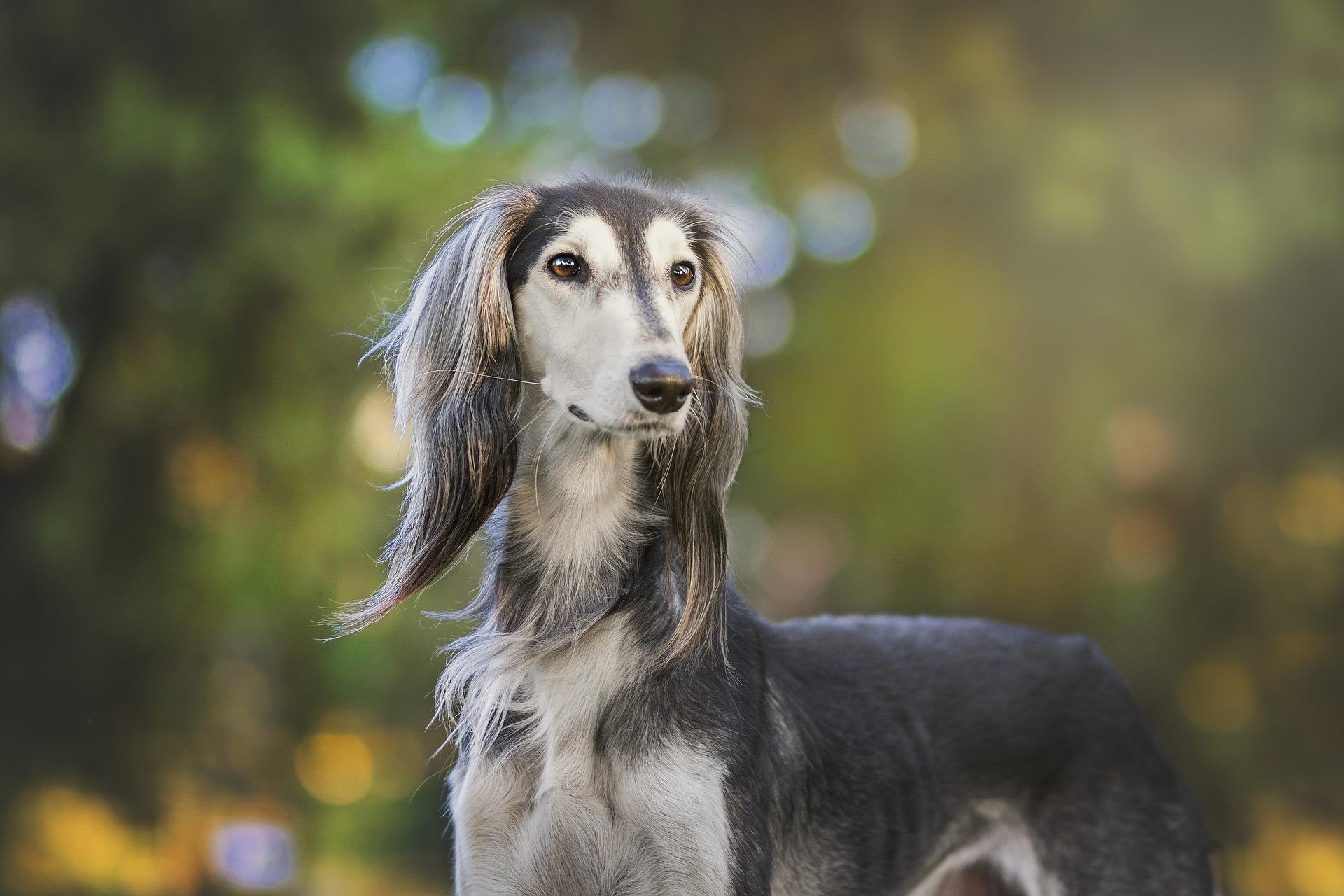 世界十大凶犬最新榜单揭晓