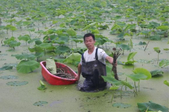 土鸡脚直播,土鸡脚直播，追溯背景，见证时代变迁