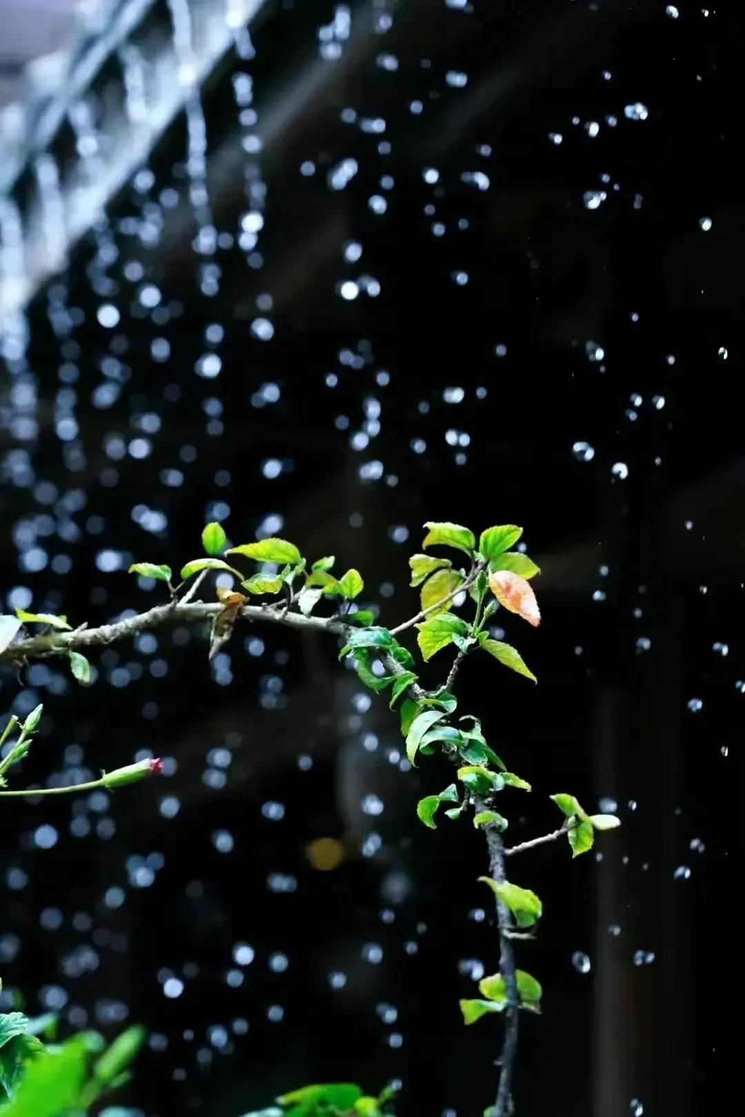 下雨直播素材,下雨直播素材，雨中的励志故事，学习变化带来的自信与成就感