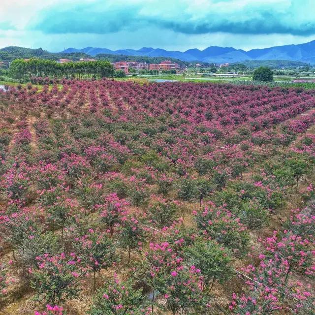 高明新楼盘最新出售点，自然美景探索之旅开启