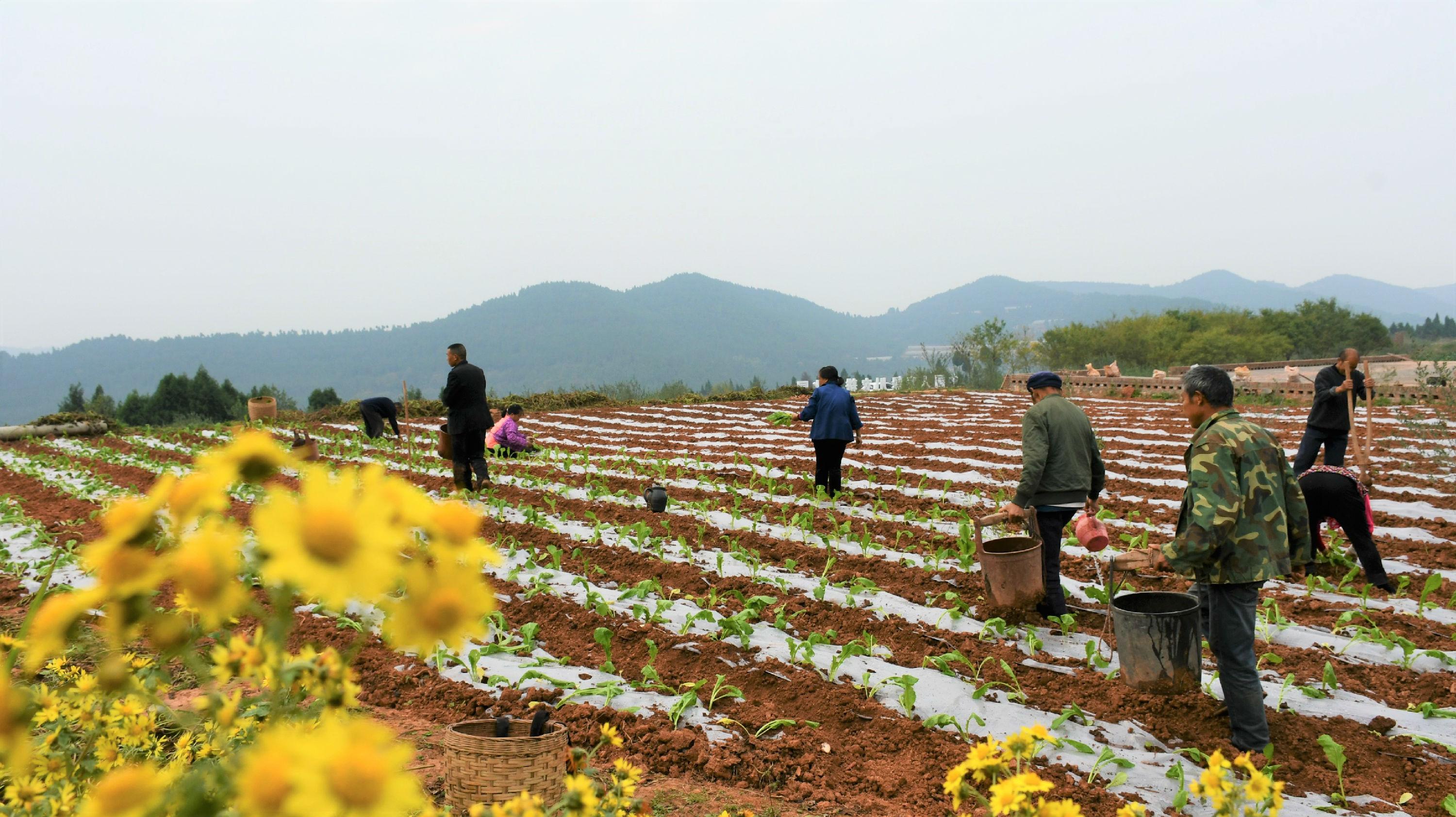 中江三金公路最新动态与相关论述揭秘